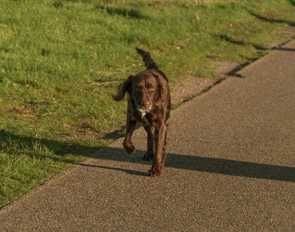 Le panier anti-stress chien : une révolution pour le bien-être canin