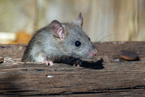 Top 5 méthodes innovantes pour éloigner les rats